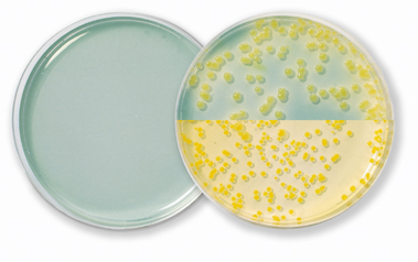 KB medium (King's B Medium)