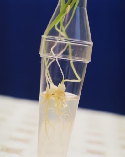 Culture tubes "De Wit"