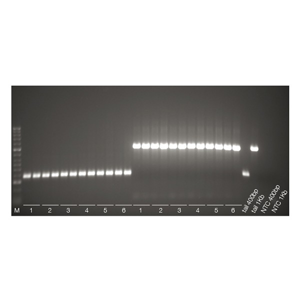 ISOLATE II Fecal DNA Kit