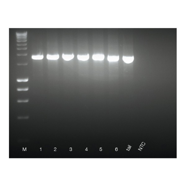 ISOLATE II Fecal DNA Kit - Image 1