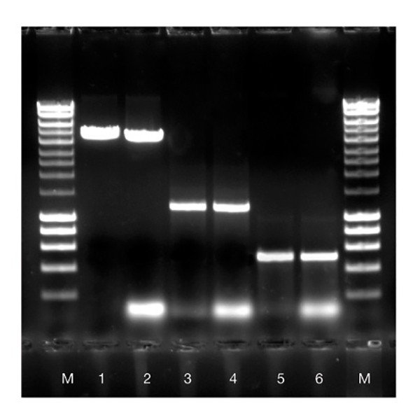 ISOLATE II PCR and Gel Kit