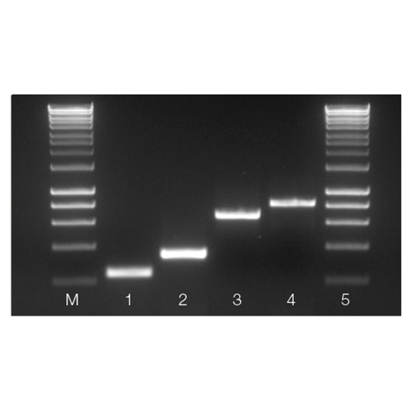 MyTaq™ Blood-PCR Kit - Image 2