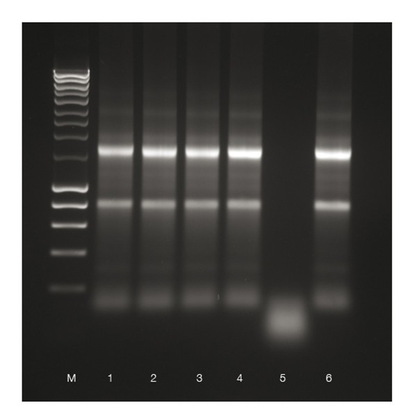 RiboSafe RNase Inhibitor - Image 3