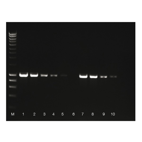 RiboSafe RNase Inhibitor - Image 2