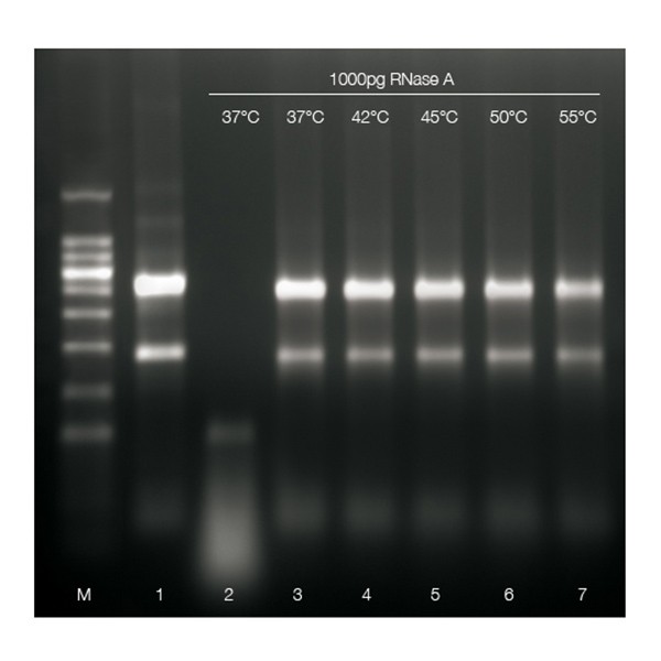 RiboSafe RNase Inhibitor - Image 1